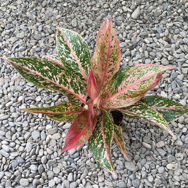 Aglaonema Sparkling Sarah (2 plants/pot)