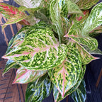 Aglaonema Stratos XXL - 6 plante/ghiveci