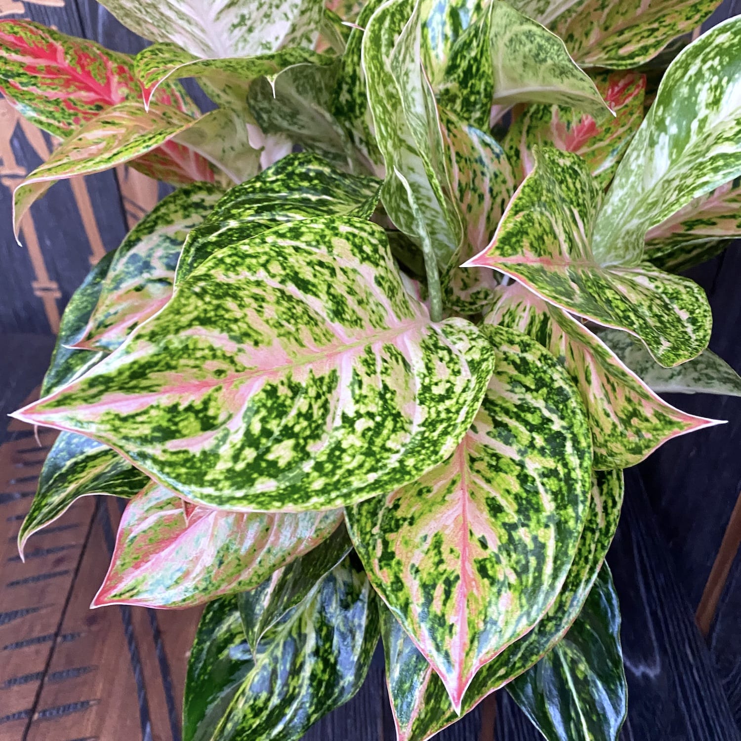 Aglaonema Stratos XXL - 6 plante/ghiveci
