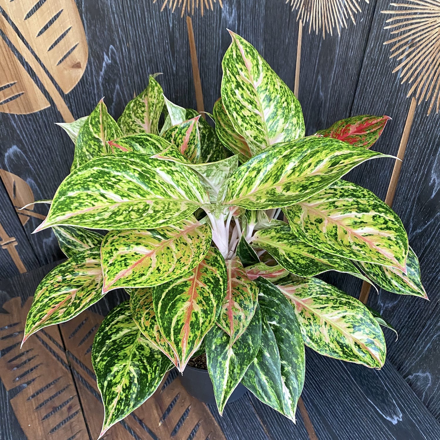 Aglaonema Stratos XXL - 6 plante/ghiveci