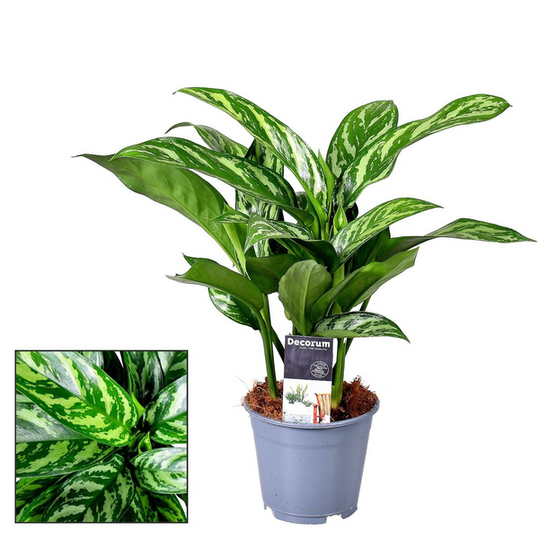 Aglaonema Tigres (Stripes) - 2 plants/pot