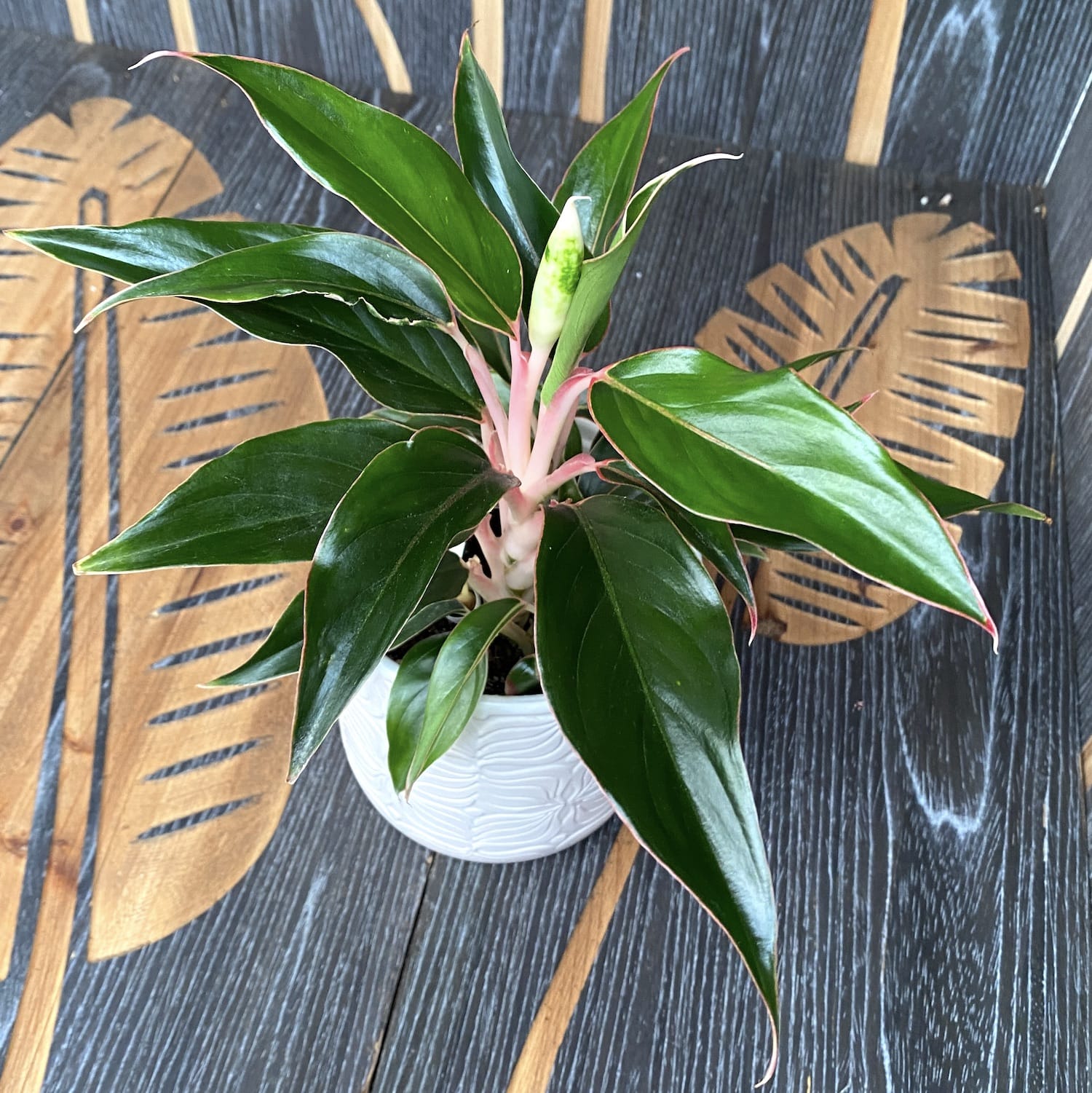 Aglaonema Tivoli