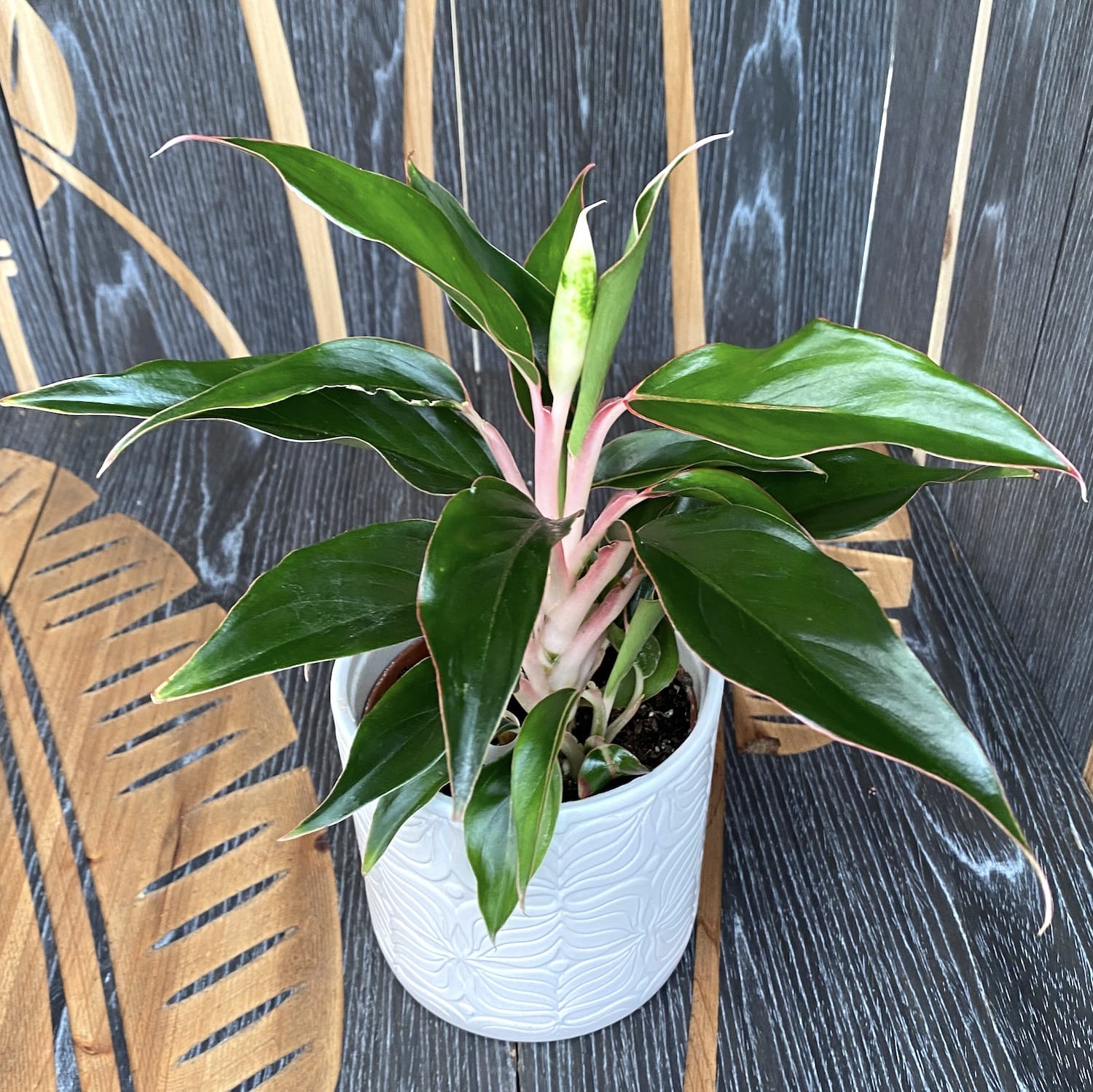Aglaonema Tivoli