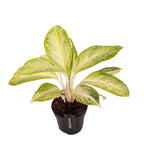 Aglaonema 'Arctic Lime'