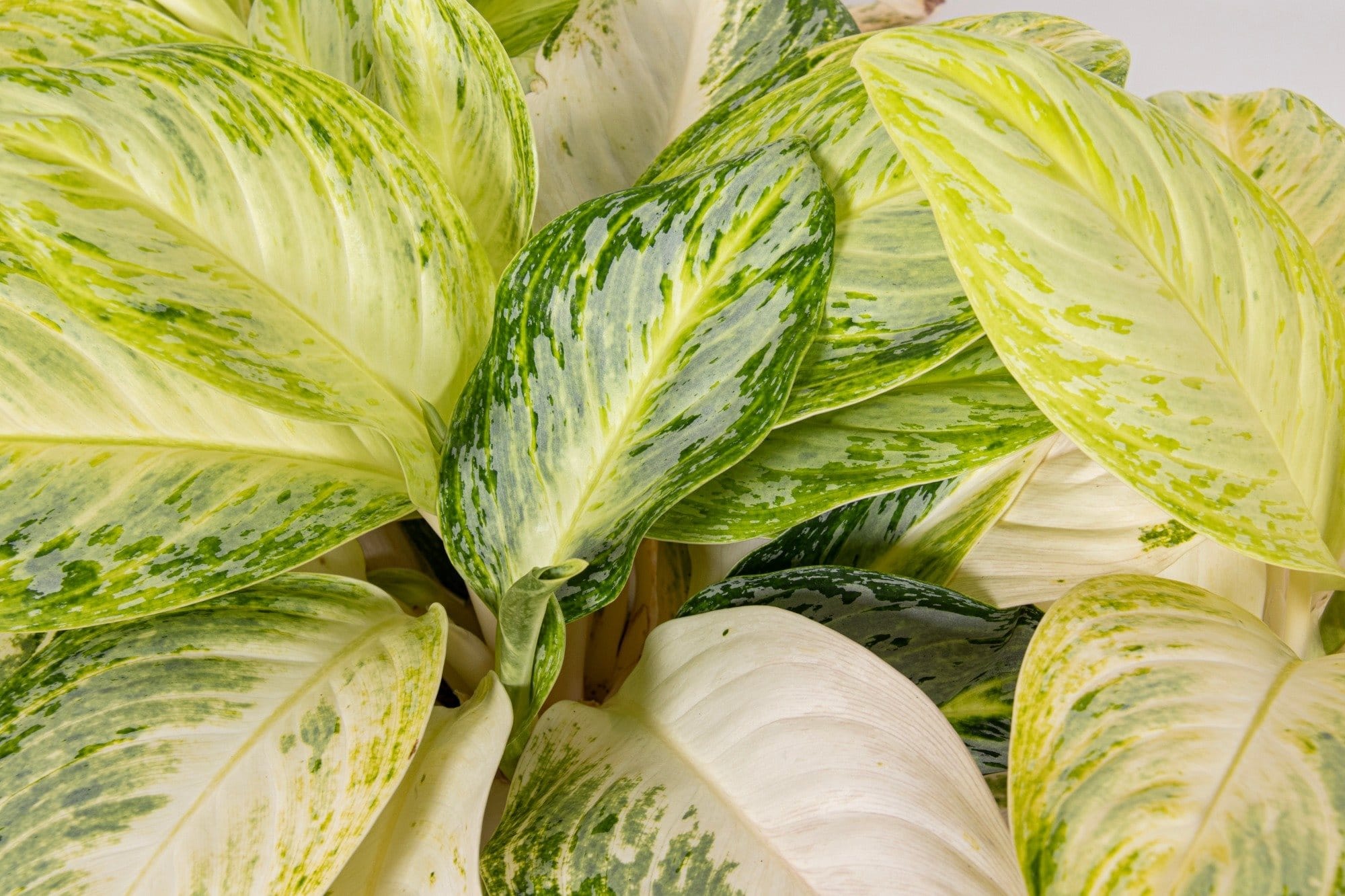 Aglaonema 'Arctic Lime'