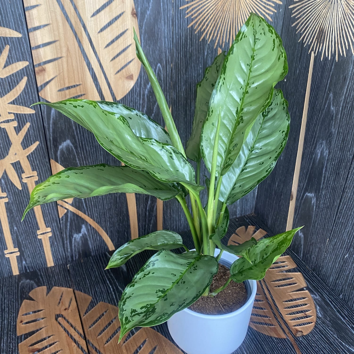 Aglaonema B.J. Freedman (2plante/pot)