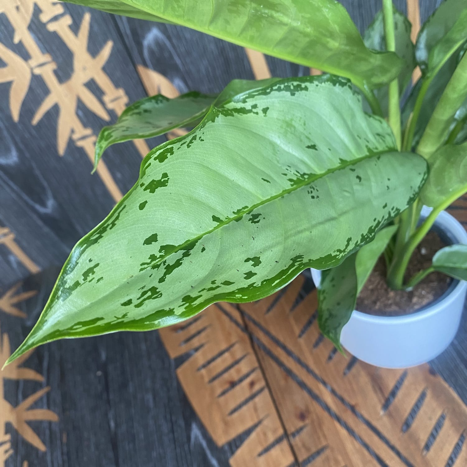 Aglaonema B.J. Freedman (2plante/pot)
