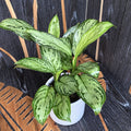 Aglaonema 'Christina' (3 biljke/posuda)