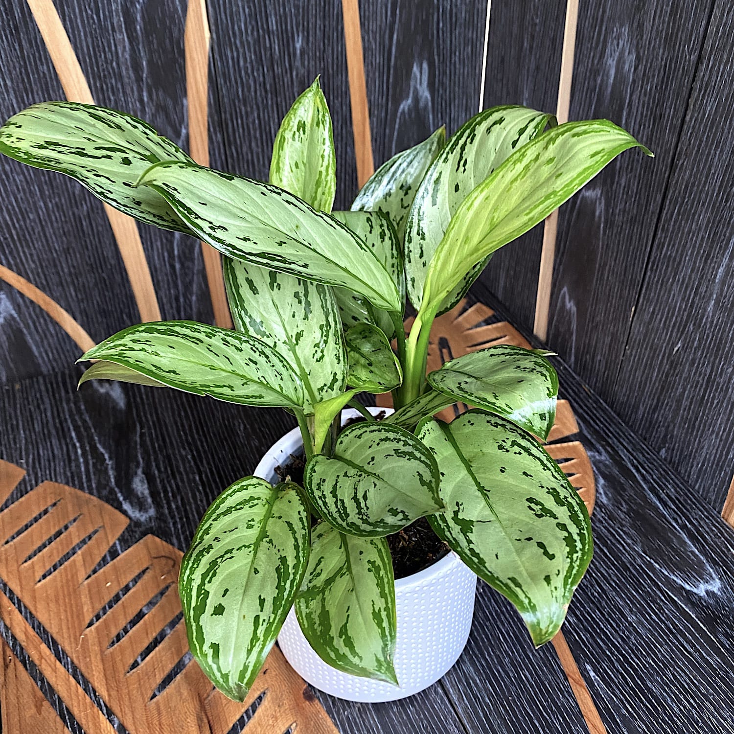 Aglaonema 'Christina' (3 plante/pot)