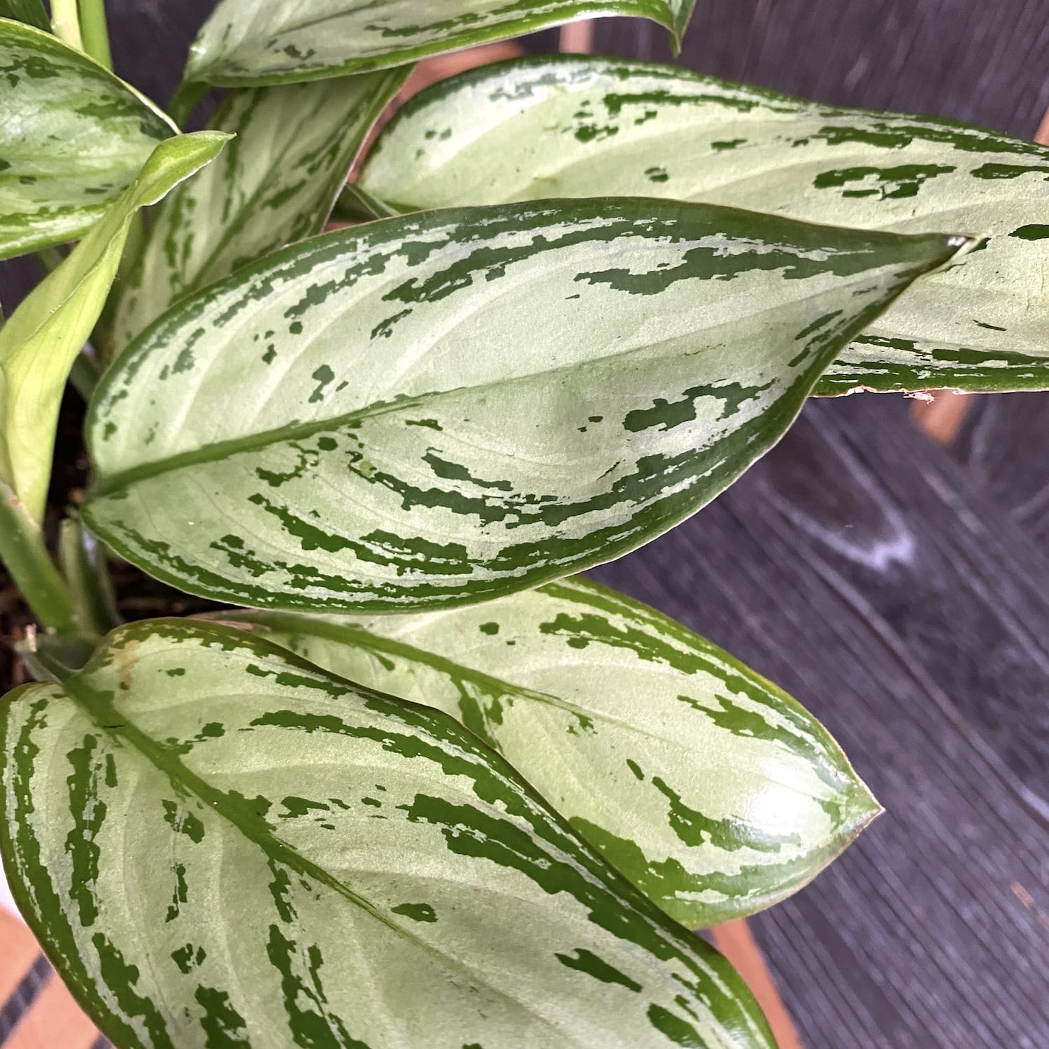 aglaonema christine Aglaonema 'Christina' (3 planten/pot) – Secret Garden Plant Shop