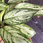 Aglaonema 'Christina' (3 biljke/posuda)
