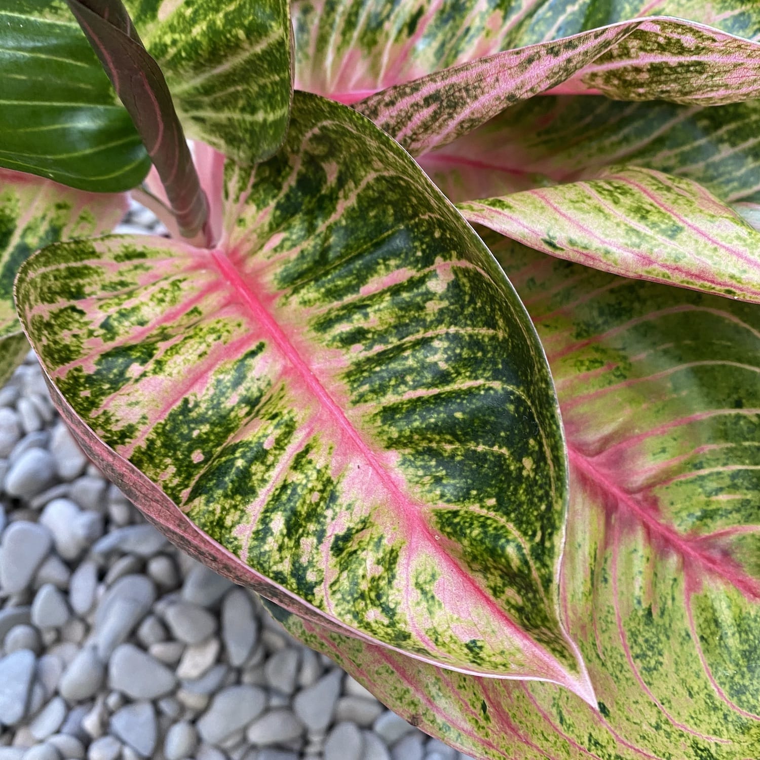Aglaonema 'Cinta' (2 plante/ghiveci)