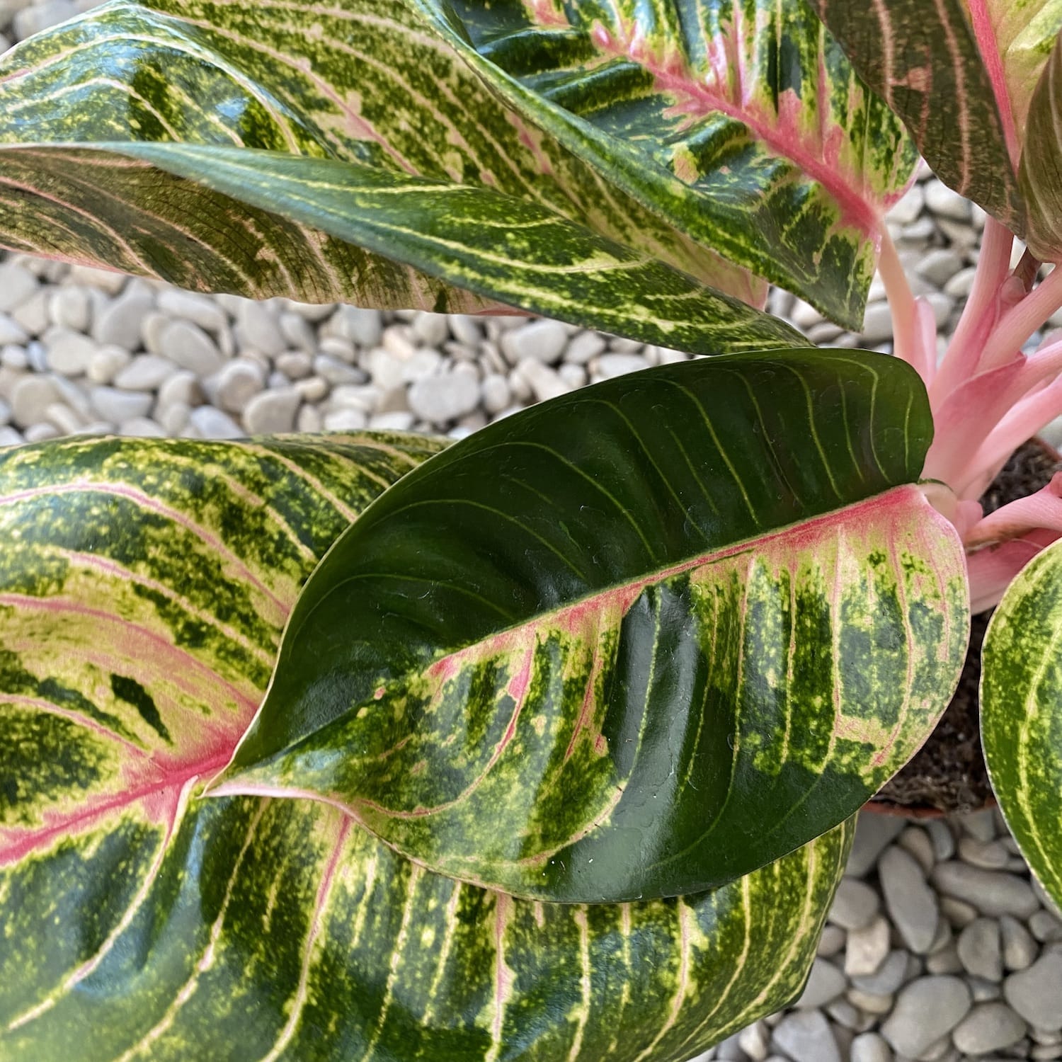 Aglaonema 'Cinta' (2 plante/ghiveci)