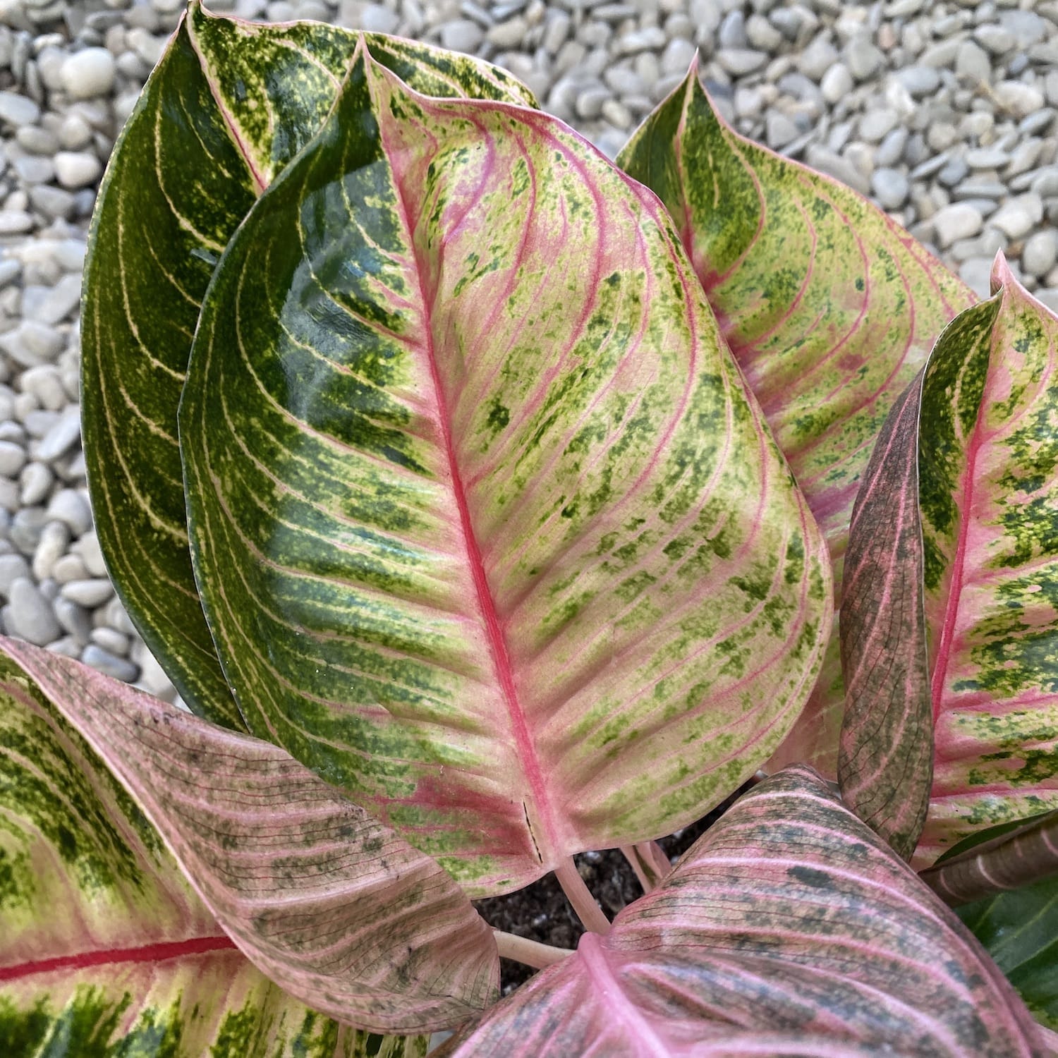 Aglaonema 'Cinta' (2 plante/ghiveci)