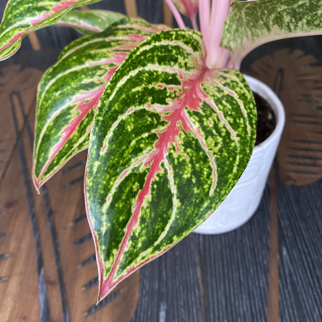 Aglaonema 'Cocomelon'