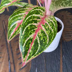 Aglaonema 'Cocomelon'