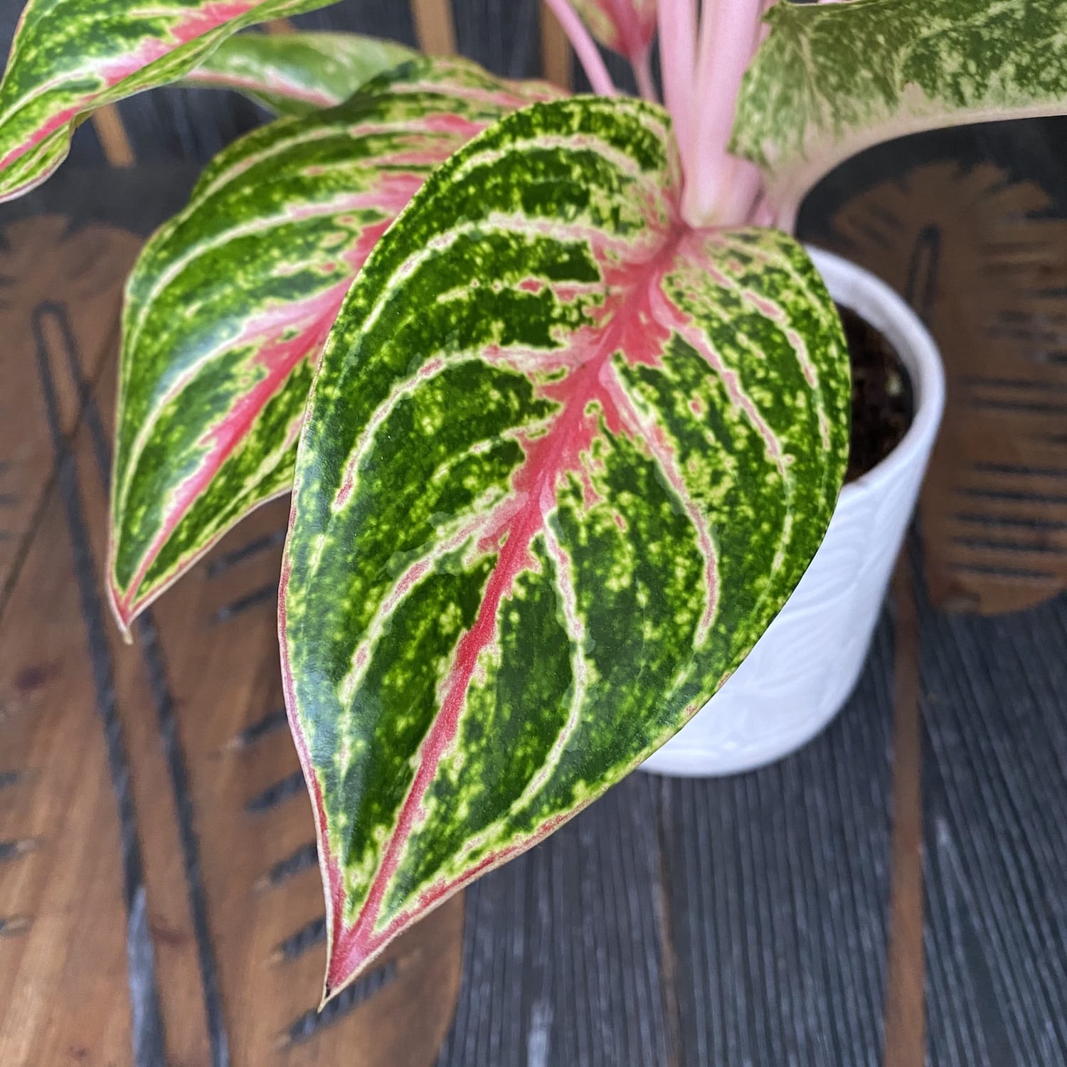 Aglaonema 'Cocomelon'