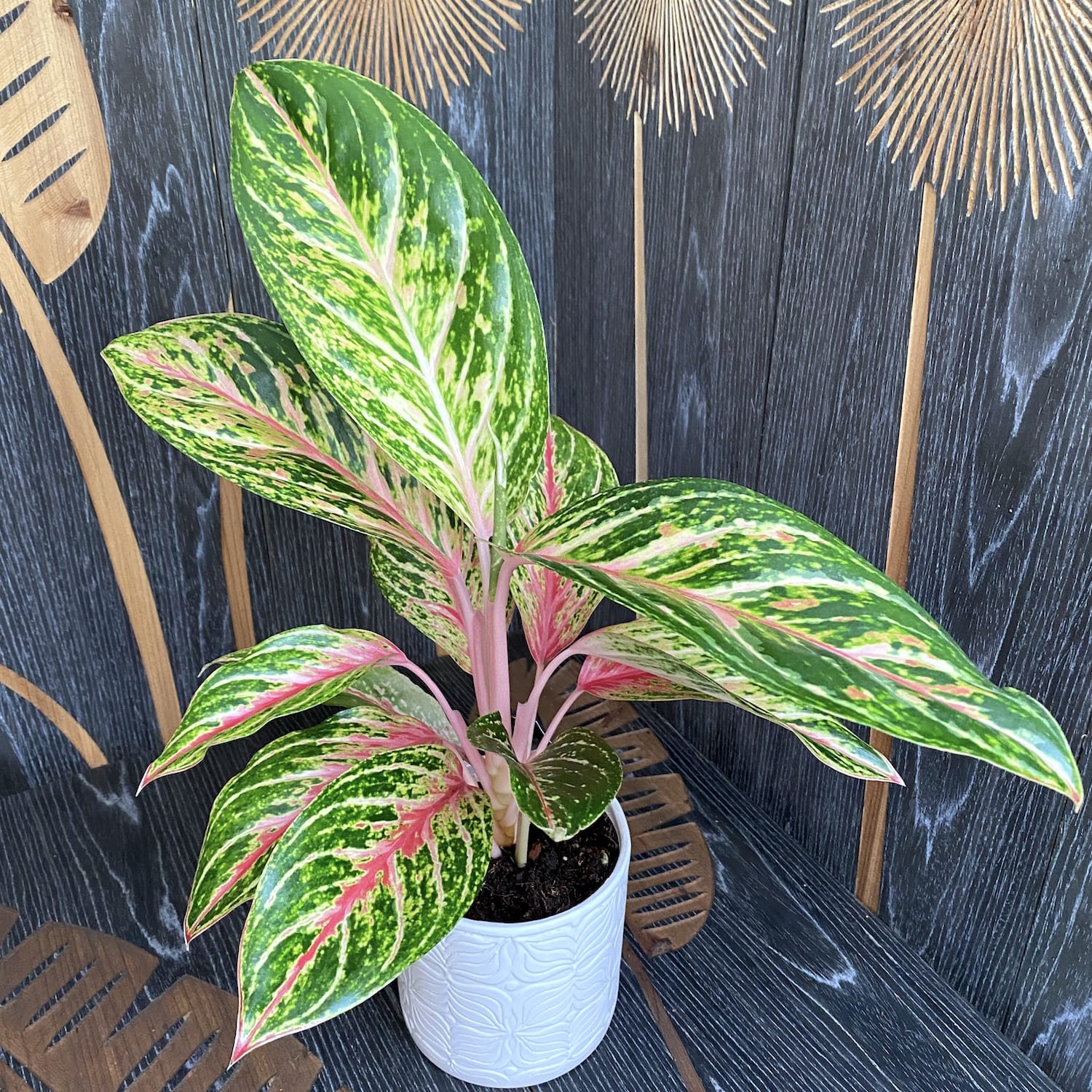 Aglaonema 'Cocomelon'