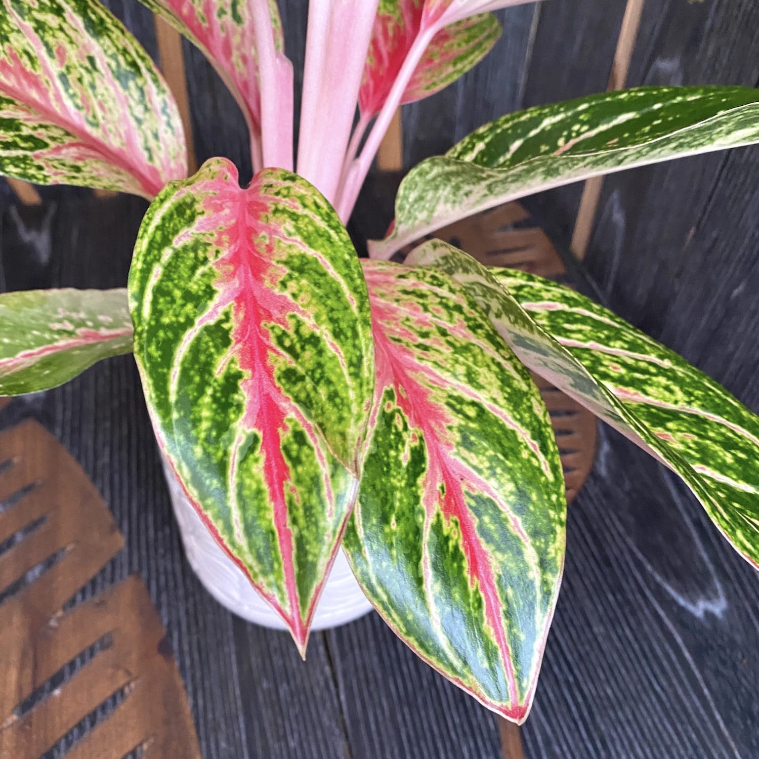 Aglaonema 'Cocomelon'