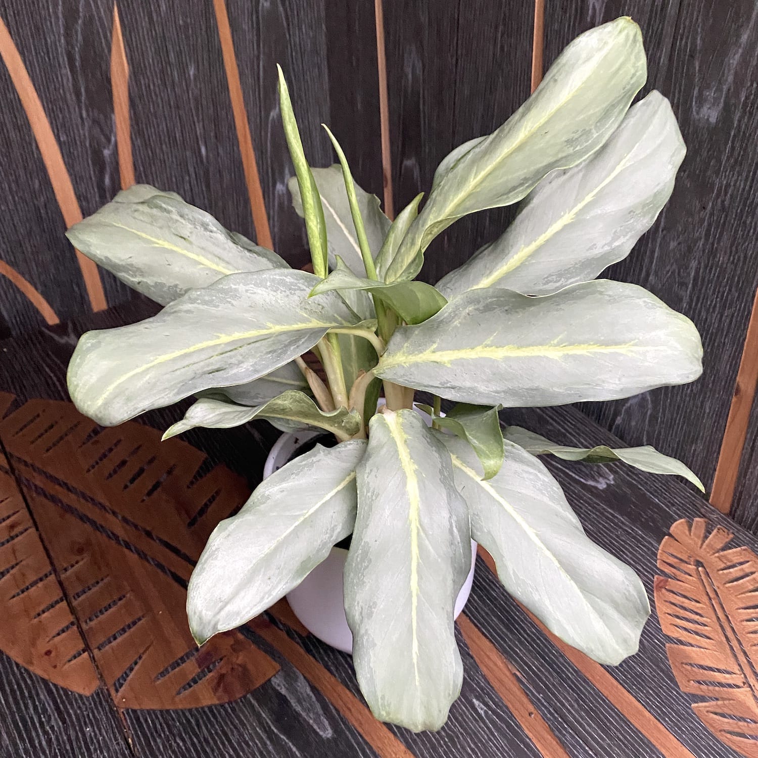 aglaonema ghost frosted Aglaonema 'Ghost' (minim 2 plante/ghiveci) – Secret Garden Plant Shop