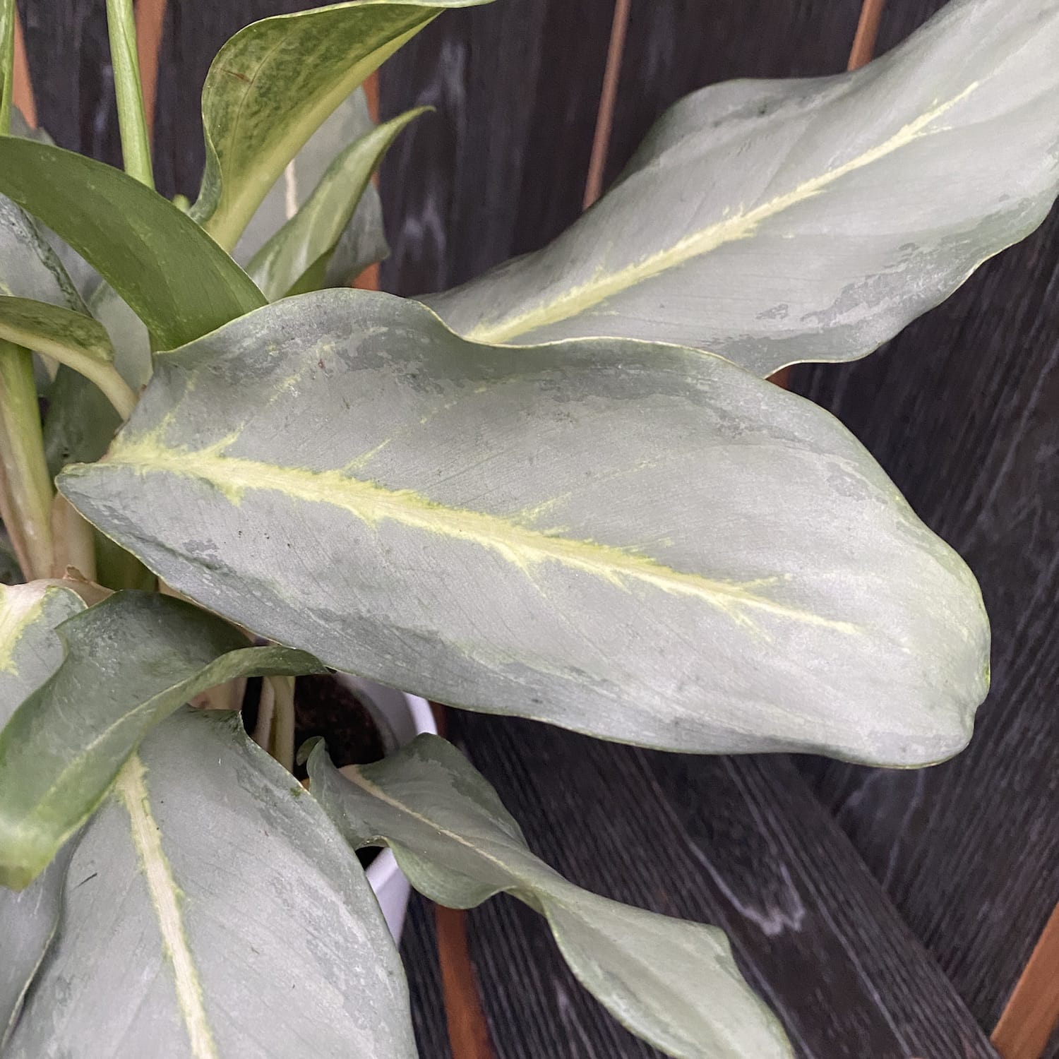 ghost aglaonema Aglaonema 'Ghost' (minim 2 plante/ghiveci) – Secret Garden Plant Shop