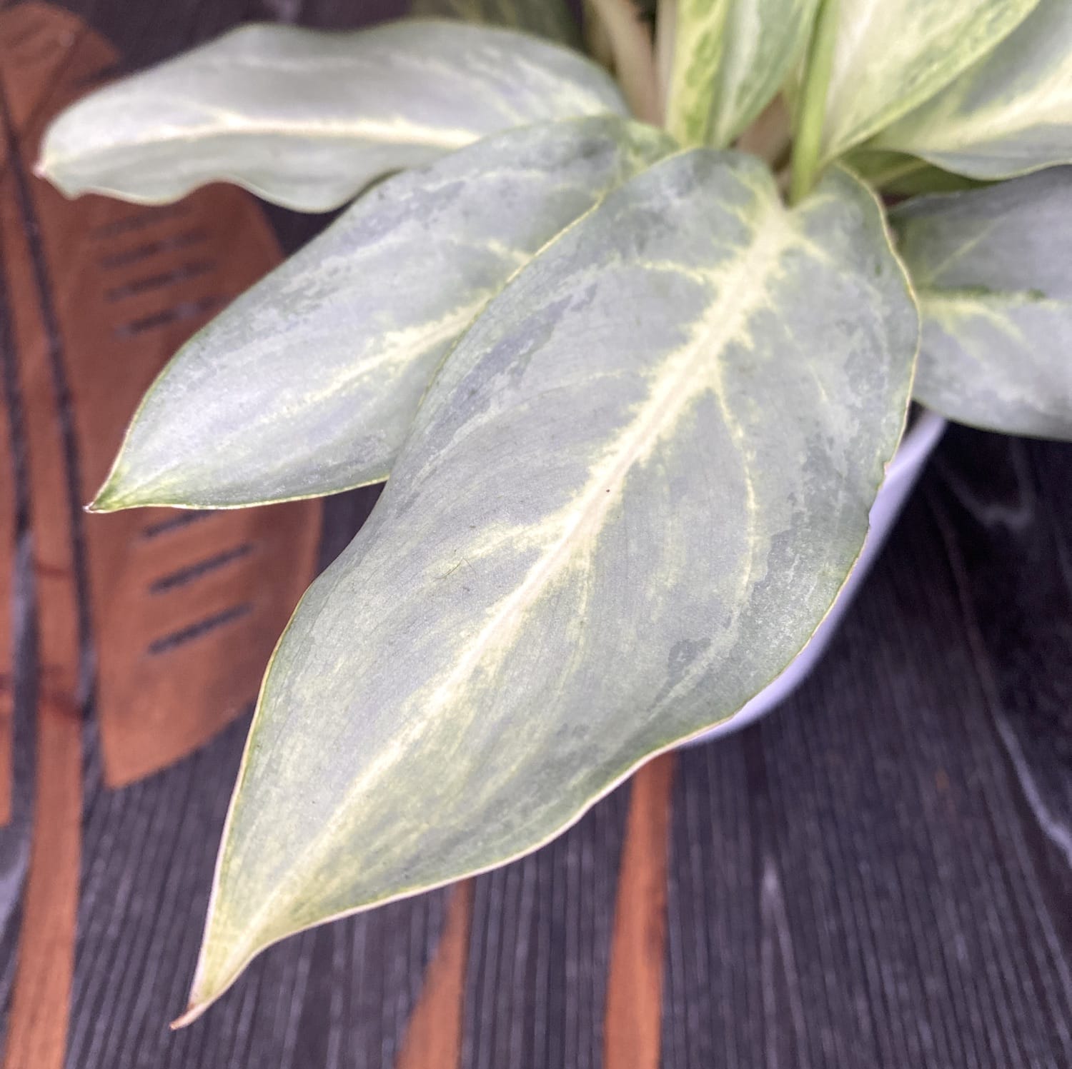 ghost aglaonema Aglaonema 'Ghost' (minim 2 plante/ghiveci) – Secret Garden Plant Shop