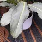 Aglaonema 'Ghost' (minimálně 2 rostliny/květináč)