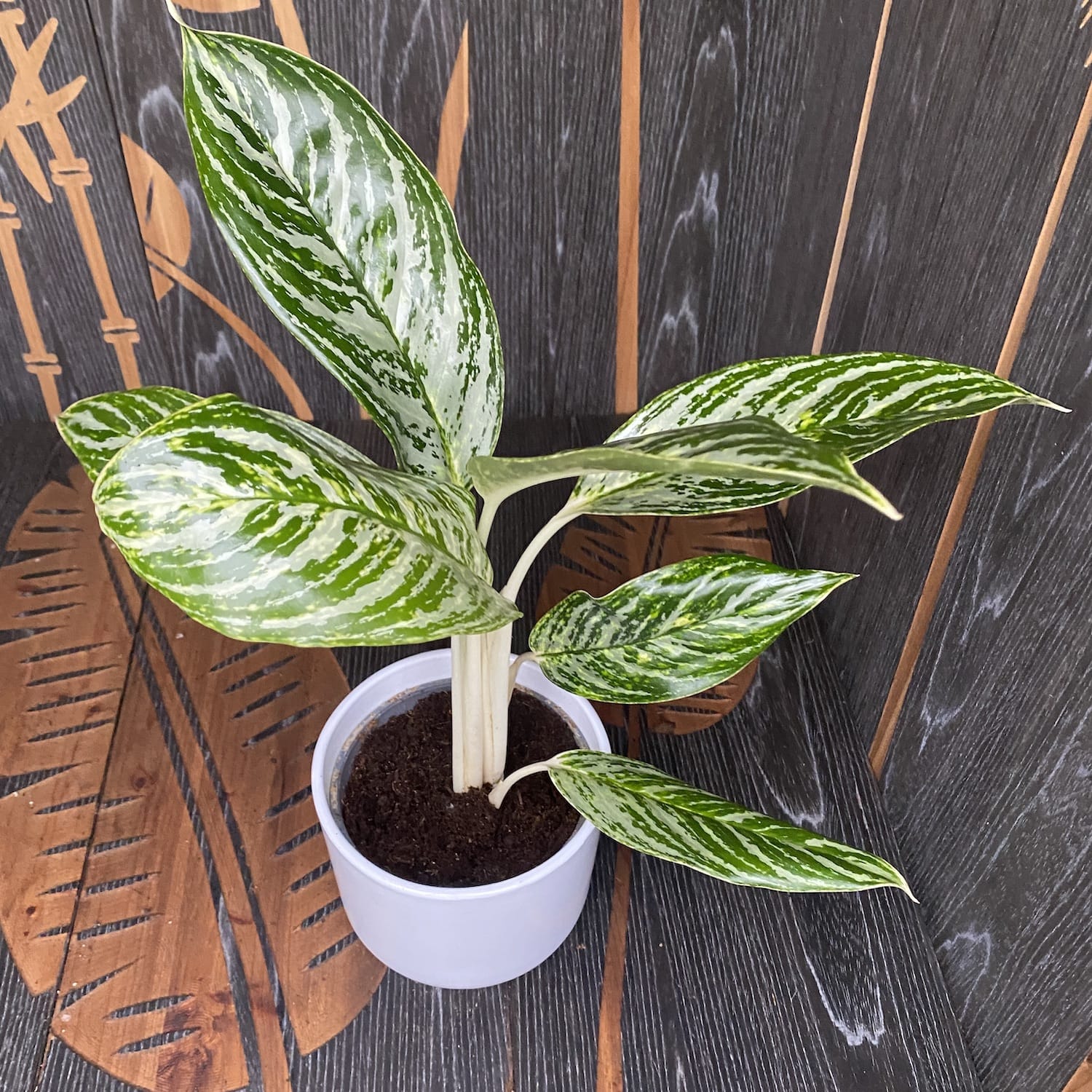 Aglaonema 'Golden Madonna'