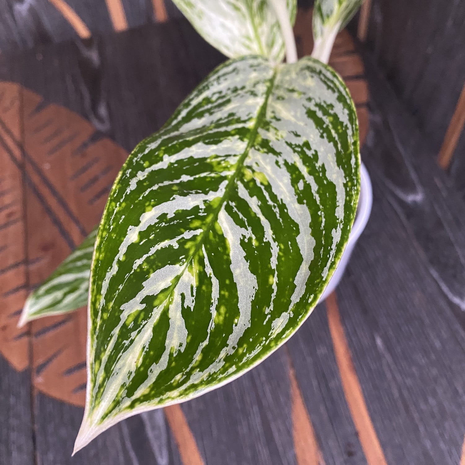 Aglaonema 'Golden Madonna'