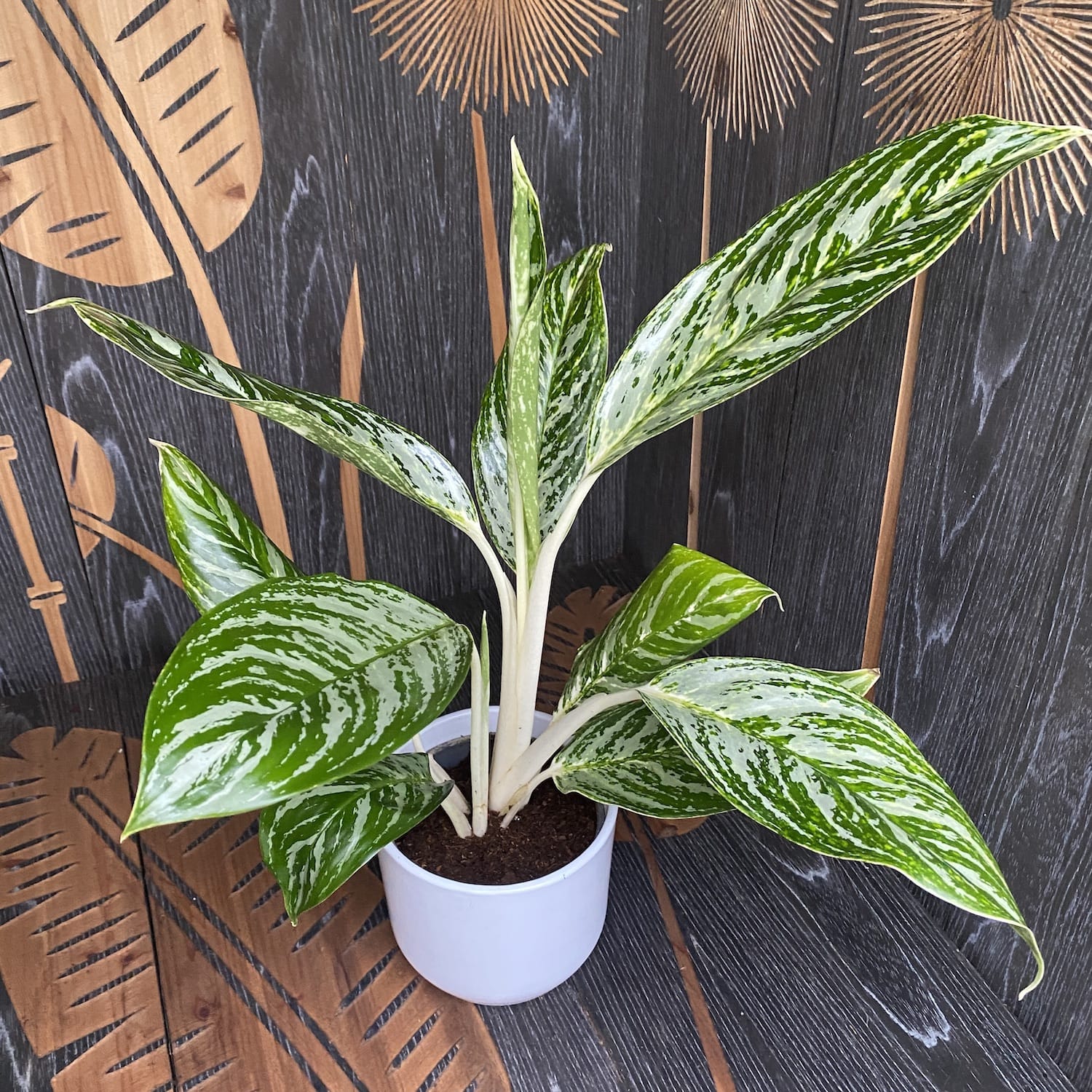 Aglaonema 'Golden Madonna'