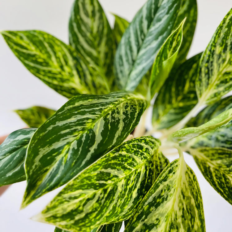 Aglaonema 'Golden Madonna' Floraria Secret Garden (SG)