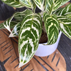 Aglaonema 'Ivy Green'