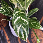 Aglaonema 'Ivy Green'