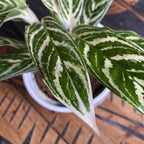 Aglaonema 'Ivy Green'
