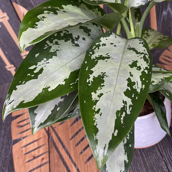 Aglaonema 'Jubilee Petit' - 3 plants/pot