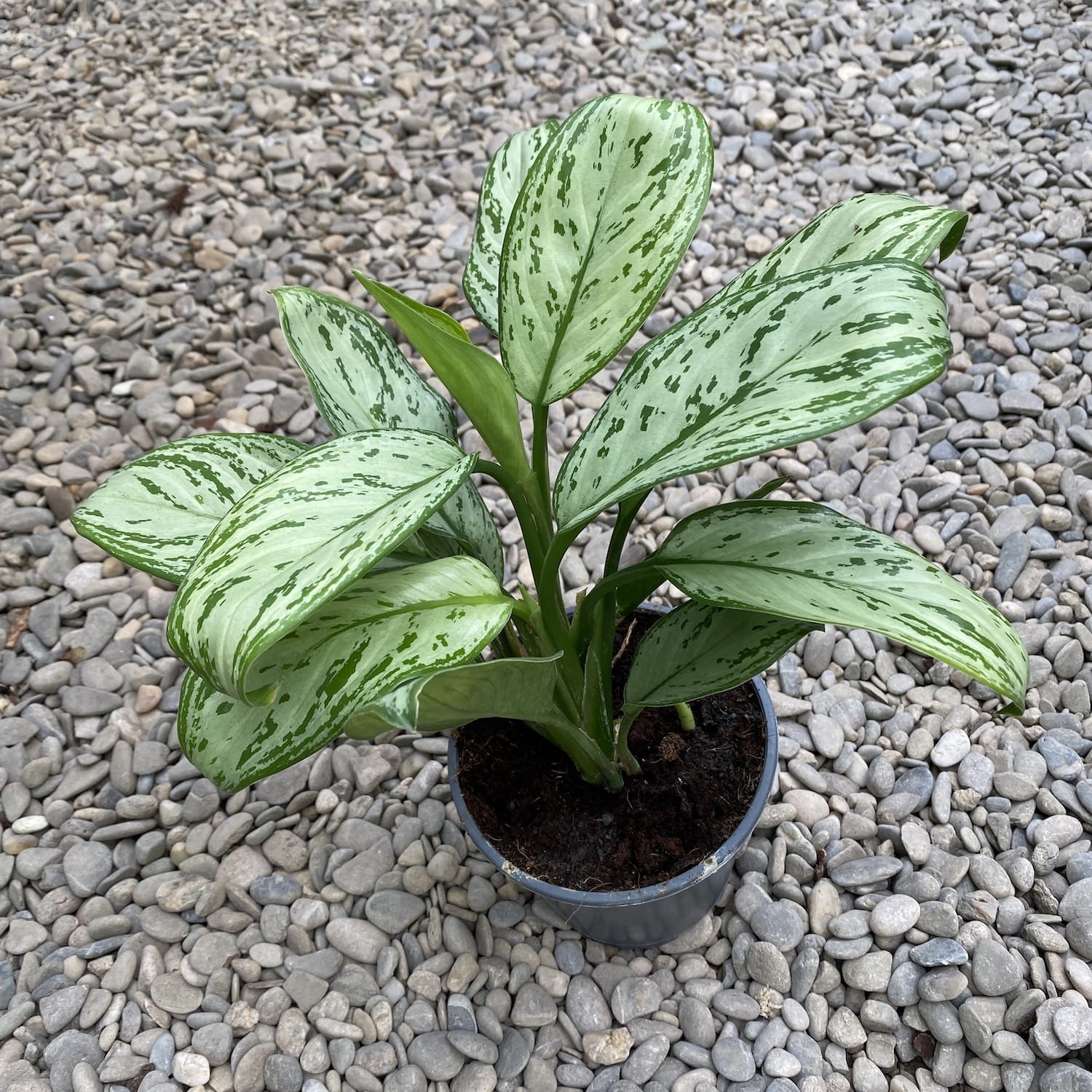 Aglaonema 'Maria Christina' (2 plante/ghiveci)