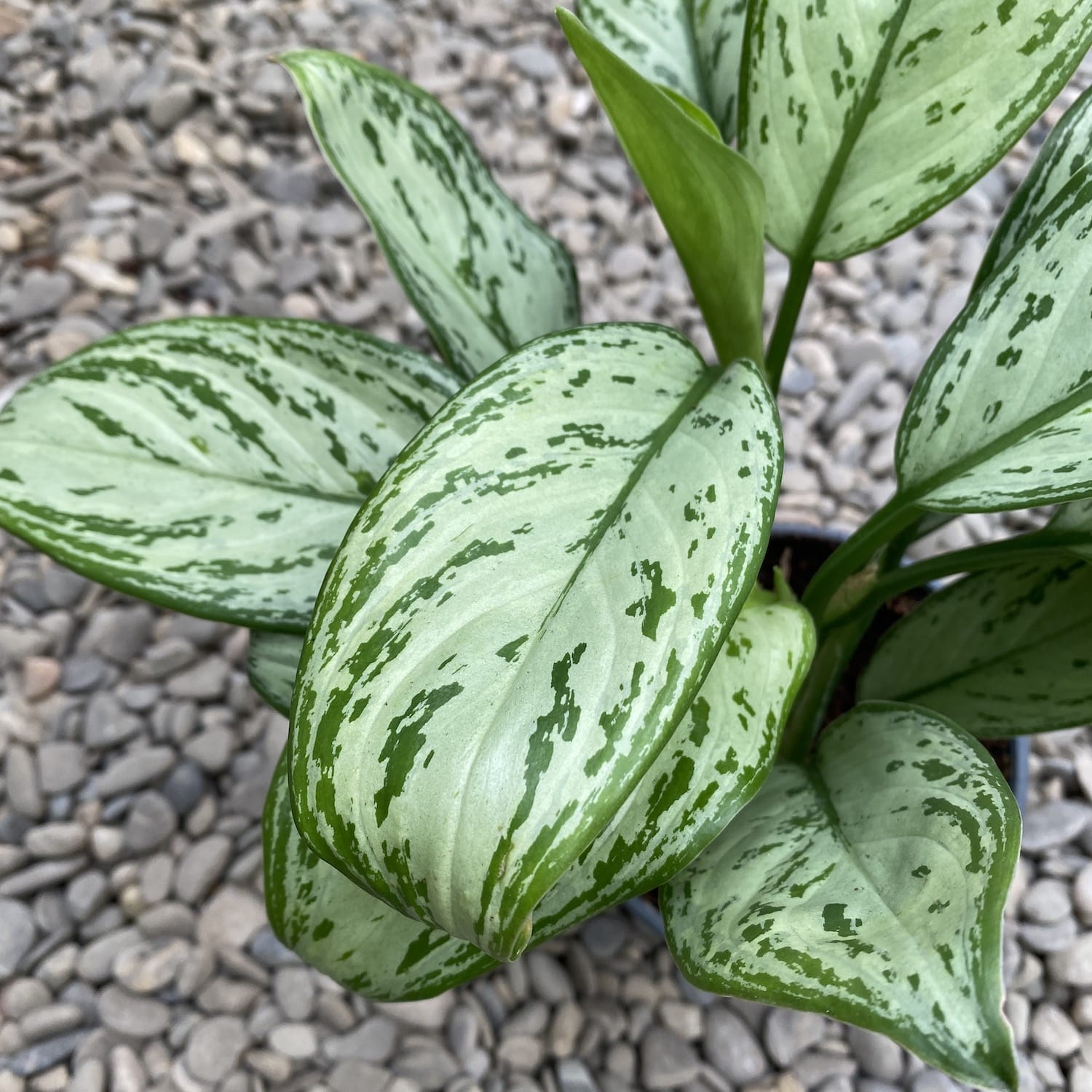 Aglaonema 'Maria Christina' (2 plante/ghiveci)