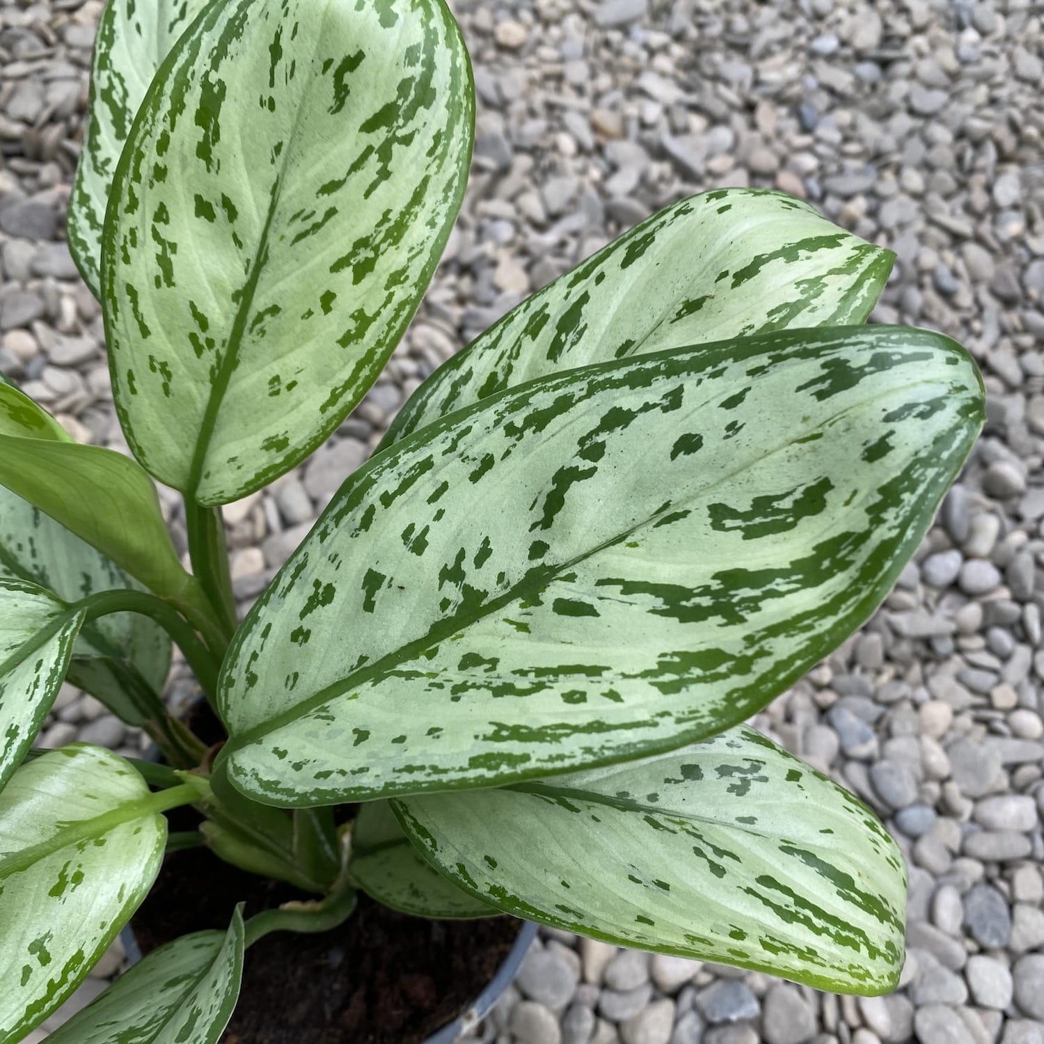 Aglaonema 'Maria Christina' (2 plante/ghiveci)