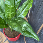 Aglaonema 'Mary Ann'