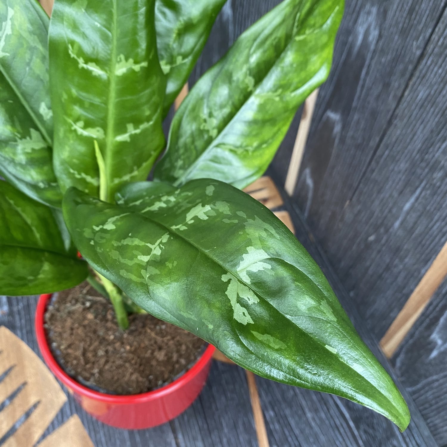 Aglaonema 'Mary Ann'