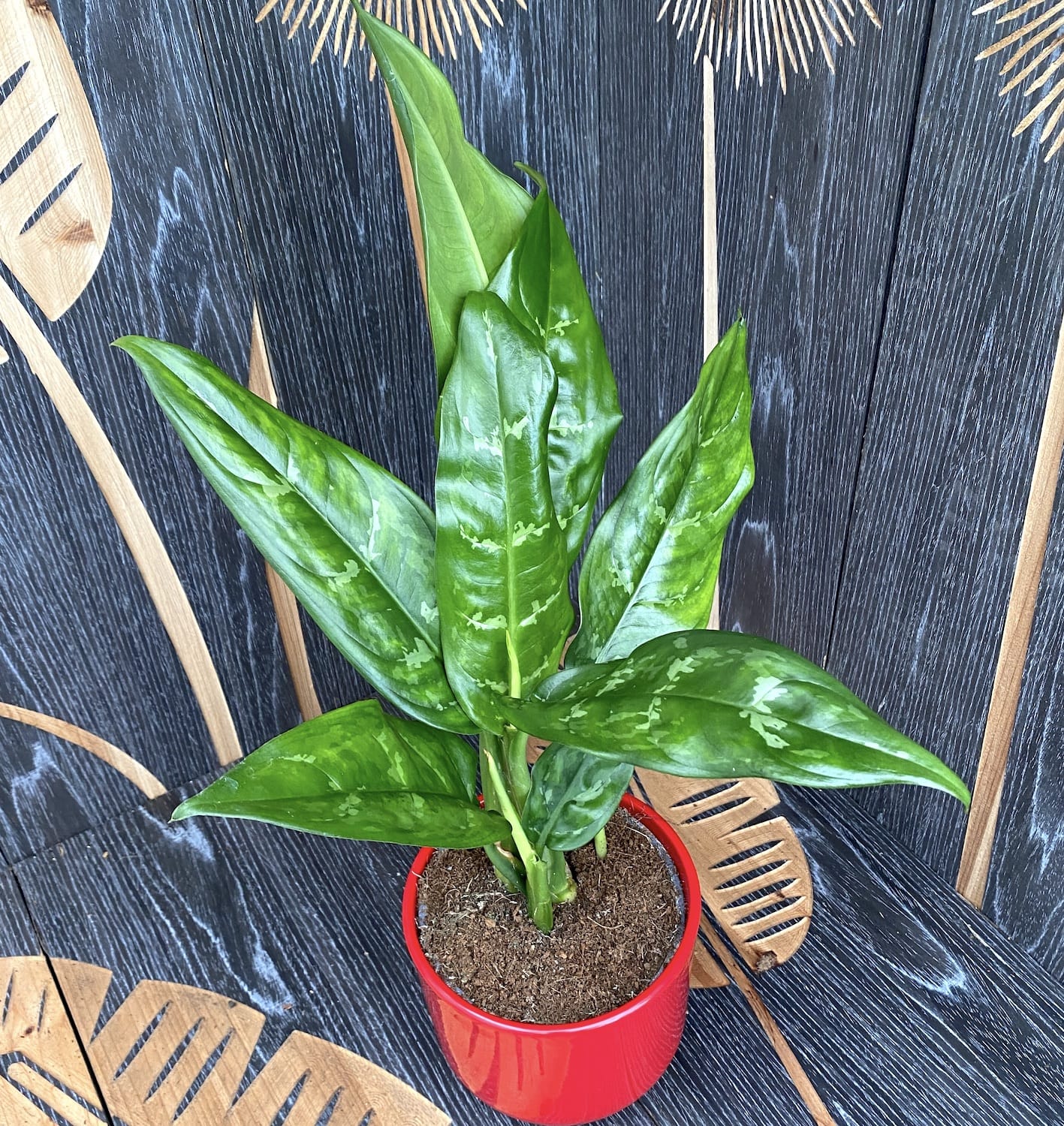 aglaonema mary anne Aglaonema 'Mary Ann' – Secret Garden Plant Shop