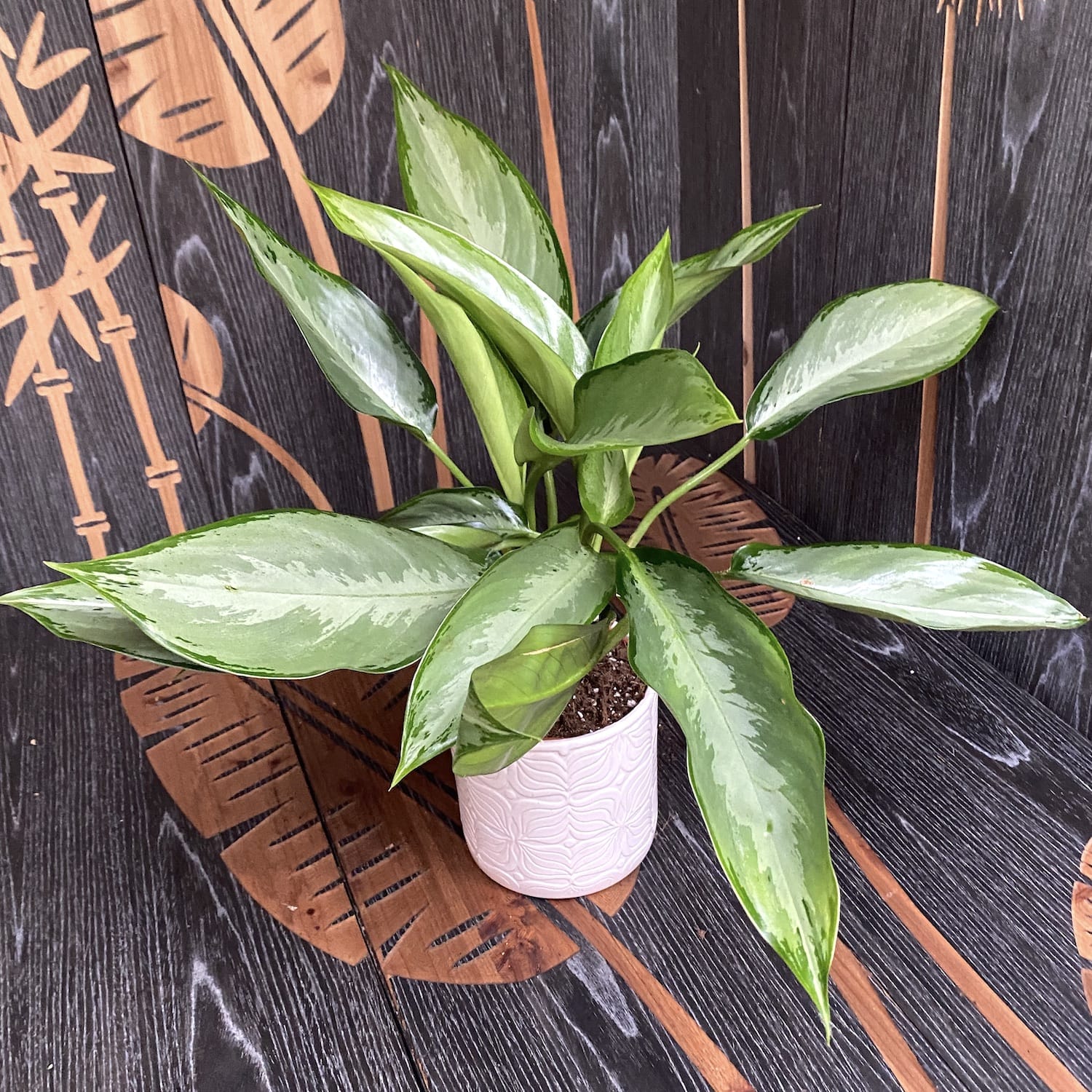 Aglaonema 'Silverado' - 2 plante/ghiveci