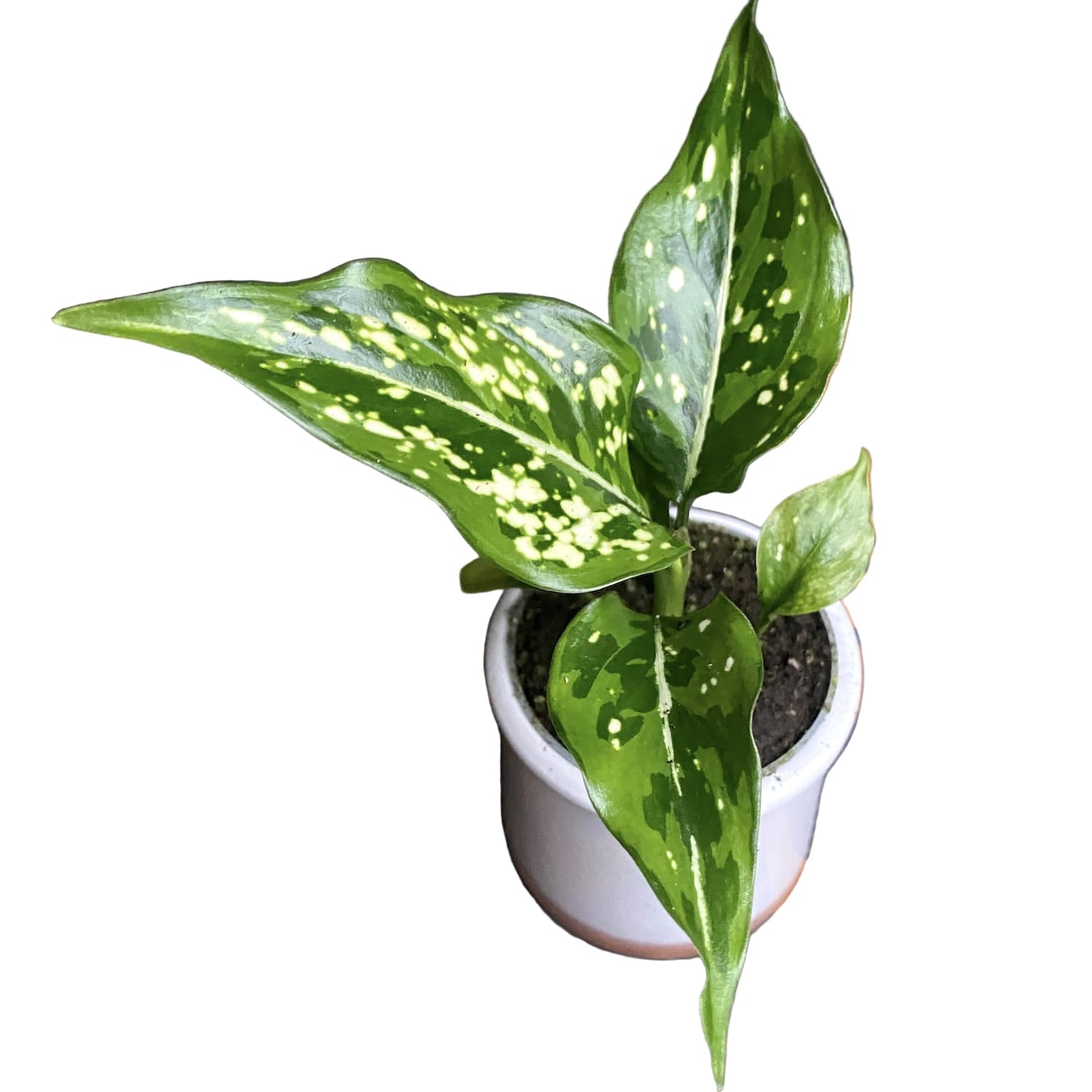 aglaonema blanc Aglaonema 'Neige blanche' * bébé plante – Secret Garden Plant Shop