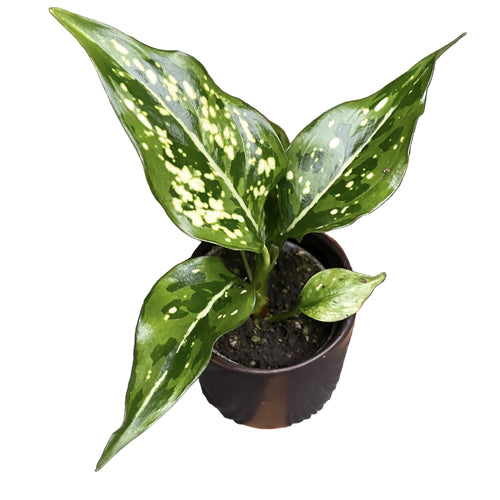 Aglaonema 'Blanca nieve' * planta bebé – Secret Garden Plant Shop