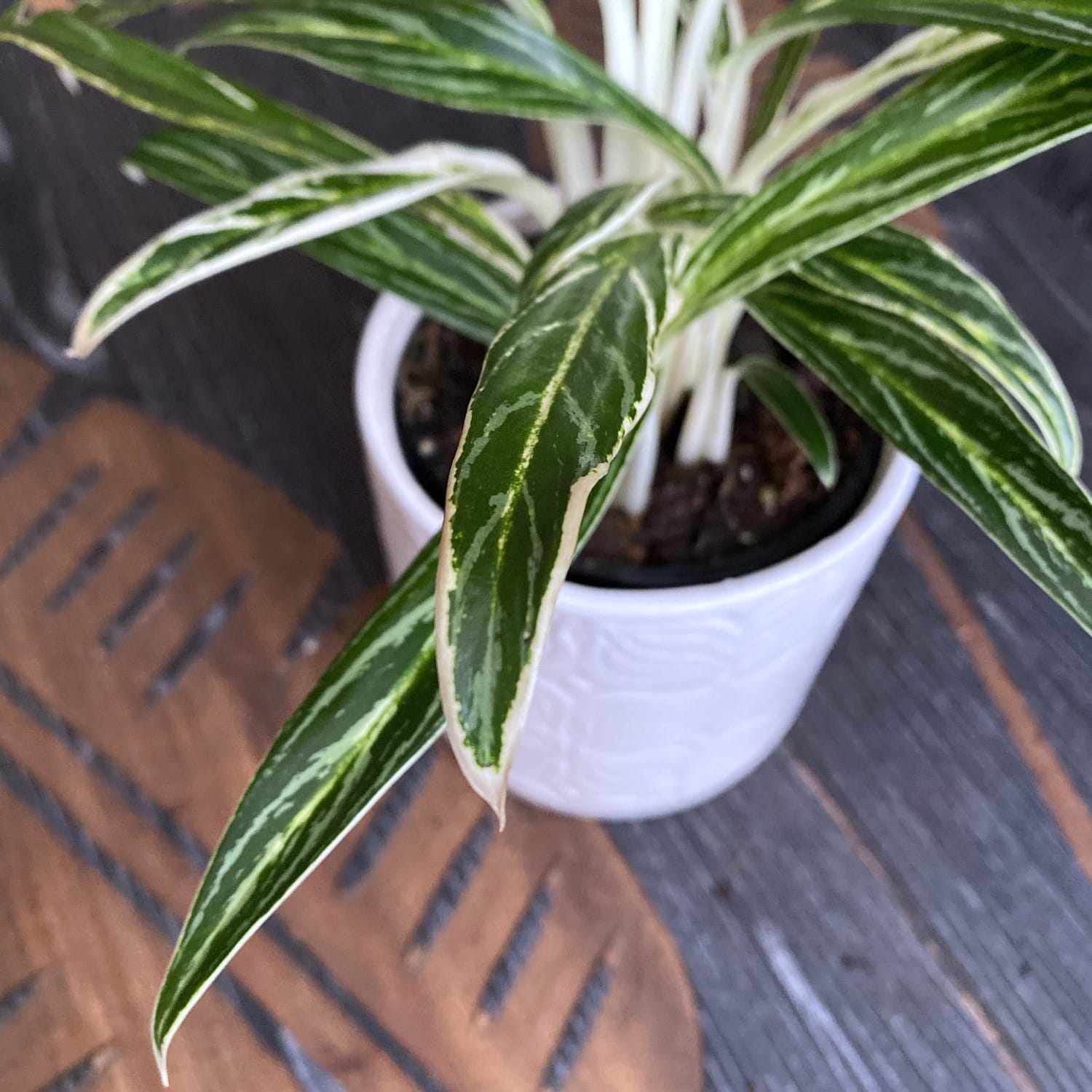 Aglaonema 'Zebra Feather'