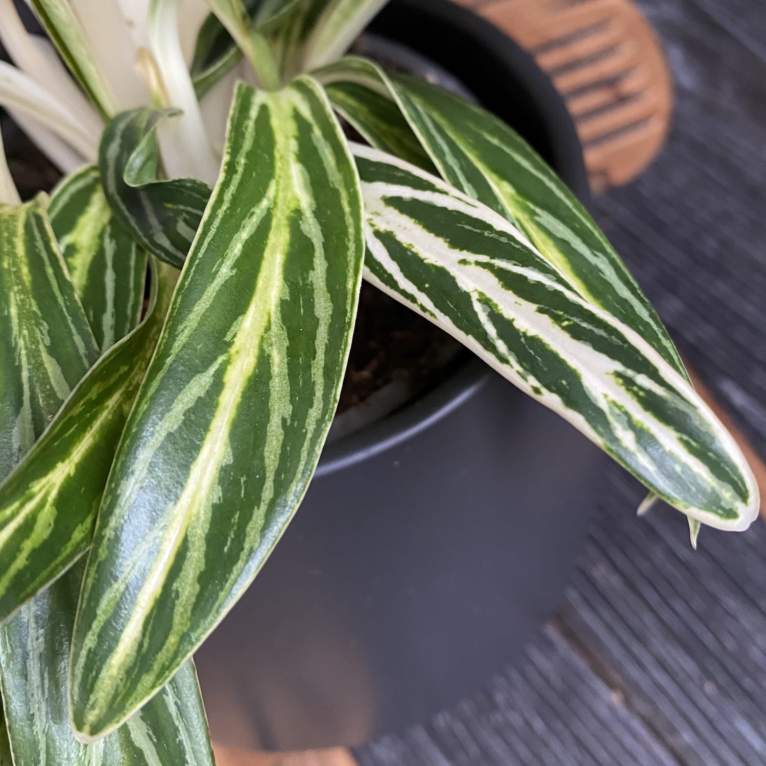 Aglaonema 'Zebra Feather'