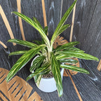 Aglaonema 'Zebra Feather'