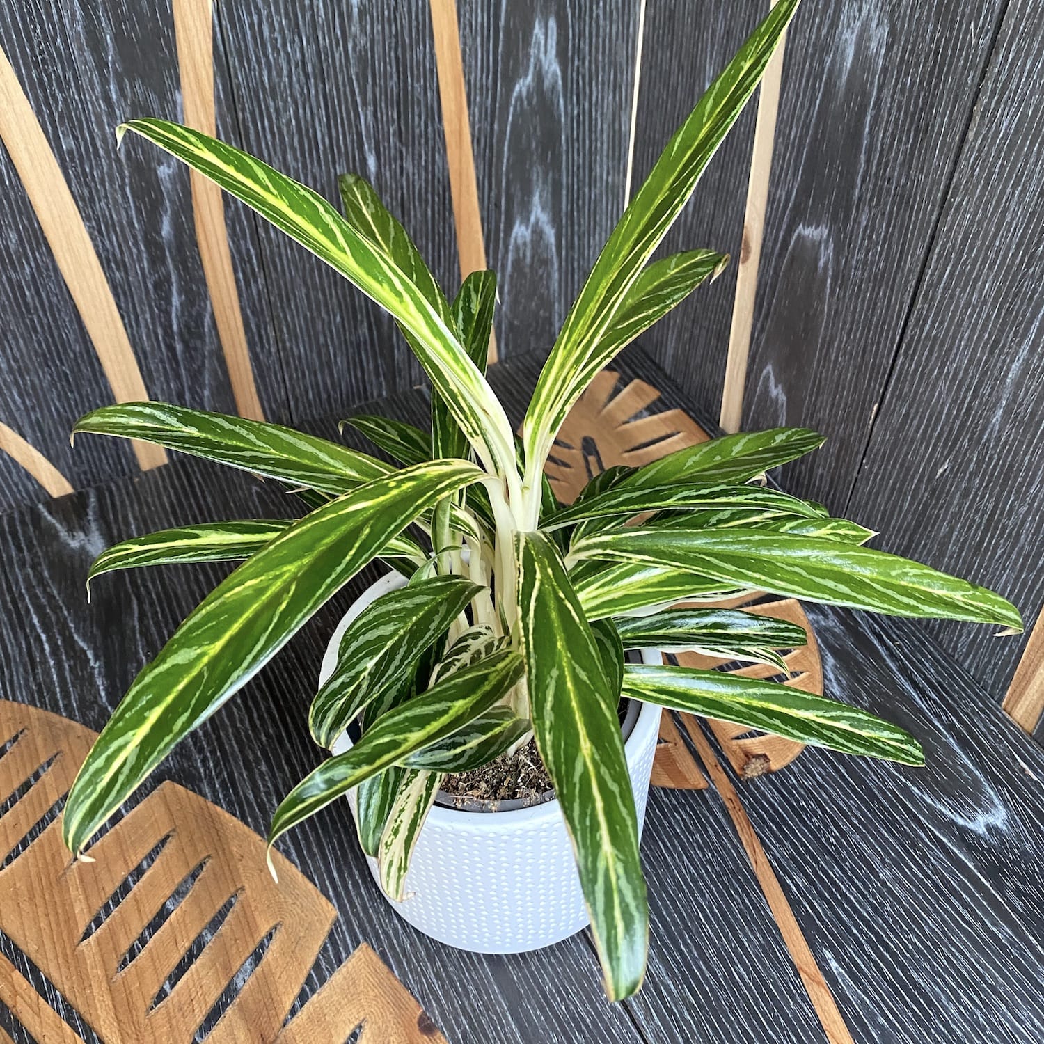 Aglaonema 'Zebra Feather'