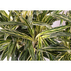 Aglaonema 'Zebra Feather'