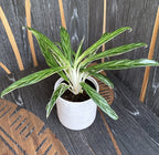 Aglaonema 'Zebra Feather'